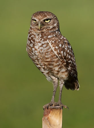 A burrowing owl on the lookout