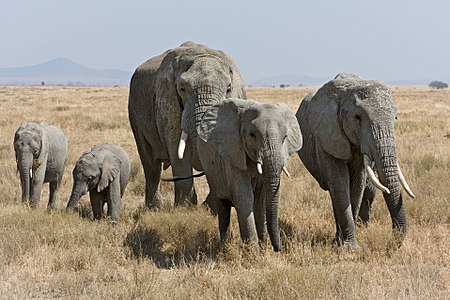 Loxodonta africana (African Bush Elephants)