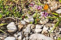 * Nomination: A Pearly Heath Thyme in the nature reserve Südliche Fröttmaninger Heide --FlocciNivis 13:14, 9 May 2025 (UTC) * * Review needed