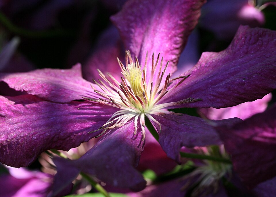 Blüte von Clematis