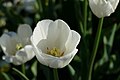* Nomination: Single late tulipa cultivar 'Clearwater' in the botanical garden in Munich, Germany --Kritzolina 05:45, 7 May 2025 (UTC) * * Review needed