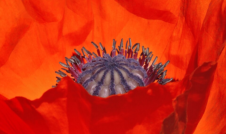 Papaver rhoeas - Capsule and stamens