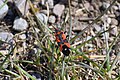 * Nomination: black-and-red-bug (Lygaeus equestris) at Borgholm Castle, Sweden . --Romzig 09:50, 10 May 2025 (UTC) * * Review needed