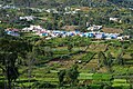* Nomination Fields below Akoni (Econy). Udhagai taluk, The Nilgiris, Tamil Nadu, India --Tagooty 01:13, 31 May 2025 (UTC) * Promotion  Support Good quality. --Crisco 1492 01:21, 31 May 2025 (UTC)