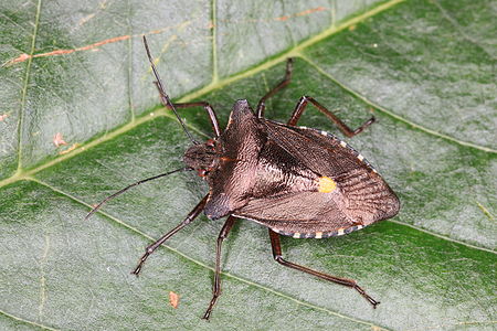 Pentatoma rufipes (Forest Bug)