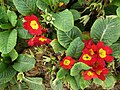 * Nomination: Primula vulgaris in Tashkent, Uzbekistan. --Екатерина Борисова 02:17, 26 May 2025 (UTC) * * Review needed