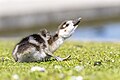 * Nomination Juvenile Egyptian goose in France. --Alexis Lours 19:43, 9 May 2025 (UTC) * Promotion  Support Very good quality. --Lmbuga 22:34, 9 May 2025 (UTC)