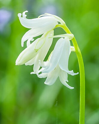 Delicate flowers of a white Hyacinthoides non-scripta (Bunchhyacinth).