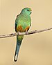 Mulga Parrot male 1 - Patchewollock.jpg