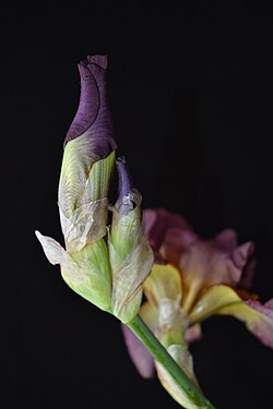 Iris bud