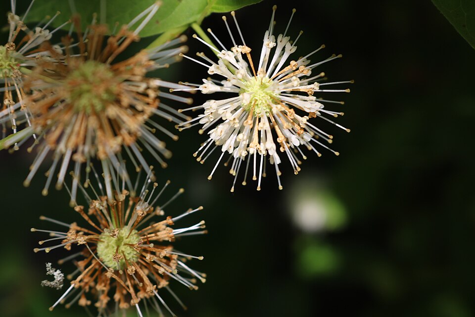 Cephalanthus occidentalis, Knopfbuschblüte