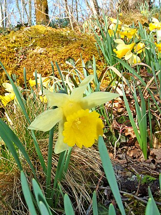 Narcissus in natural setting, french Jura