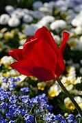 * Nomination: Triumph tulipa cultivar 'Oscar' in the botanical garden in Munich, Germany --Kritzolina 05:18, 8 May 2025 (UTC) * * Review needed