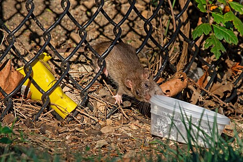 A Brown rat (Rattus norvegicus) examines food waste left behind in a Philadelphia park.