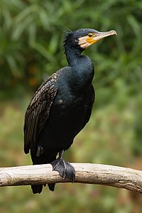 Phalacrocorax carbo (Great Cormorant)