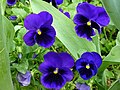 * Nomination Viola wittrockiana in Tashkent, Uzbekistan. --Екатерина Борисова 01:33, 24 May 2025 (UTC) * Decline  Oppose Not sharp enough. --Sebring12Hrs 13:34, 31 May 2025 (UTC)