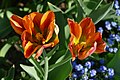 * Nomination: Viridiflora tulipa cultivar 'Orange Marmelade' in the botanical garden in Munich, Germany --Kritzolina 05:39, 6 May 2025 (UTC) * * Review needed