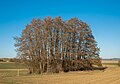 * Nomination "Erlenbruch" ('alder swamp') natural monument near Unterhohenried --Plozessor 03:03, 5 May 2025 (UTC) * Promotion Pl. add description and CAT for the trees. Otherwise, good. --Tagooty 03:07, 5 May 2025 (UTC) @Tagooty: Thx for the hint, added a category for the trees to the category (!) and improved the image description. --Plozessor 05:08, 5 May 2025 (UTC)  Support Good quality. --Tagooty 03:31, 10 May 2025 (UTC)