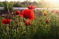 * Nomination: Papaver rhoeas, Turkey. Kızıl 07:16, 11 May 2025 (UTC) * * Review needed