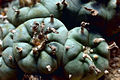 Peyote, Lophophora williamsii. also known as Mescal buttons is a spineless cactus. It is found in the southwestern United States including southwestern Texas into central Mexico. It is also found in the Chihuahuan desert.