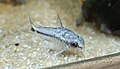 *Nomination Corydoras pygmaeus, previously the need to crop was discussed (the result is a little bit above 2mp) --Lvova 07:50, 31 May 2025 (UTC) * Discussion  Oppose I can't imagine this as a quality image. I can also crop a very little part of a landscape and it wouldn't be a quality image. The fish isn't very sharp and it's blurred. --Sebring12Hrs 13:37, 31 May 2025 (UTC) But I want to continue the previous talk about possibility for 10mm fish in the water to be sharper. Eyes and scales are clearly visible, and the goal of this creature is to be a semitransparent. --Lvova 17:06, 31 May 2025 (UTC)