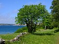 * Nomination Björshuvudets naturreservat. --ArildV 05:28, 31 May 2025 (UTC) * Promotion  Support Good quality. --Tournasol7 06:02, 31 May 2025 (UTC)