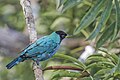 * Nomination Green honeycreeper (Chlorophanes spiza caerulescens) male --Charlesjsharp 20:18, 29 May 2025 (UTC) * Promotion  Support Good quality. --Plozessor 02:43, 30 May 2025 (UTC)
