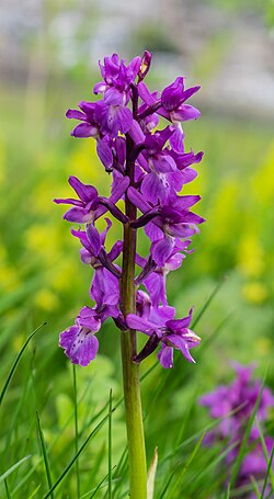 Orchis mascula in commune of Apchon, Cantal, France