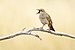 Rufous Songlark 5779.jpg