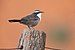 White-browed Babbler 0A2A5610.jpg