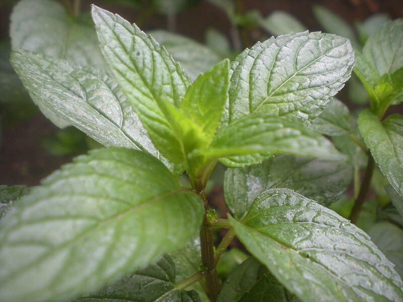 File:Pfefferminze natur peppermint.jpg