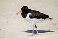 * Nomination Eurasian oystercatcher (6 weeks old) --Stephan Sprinz 09:39, 10 May 2025 (UTC) * Promotion how can you be so precise on the age? --Charlesjsharp 11:01, 10 May 2025 (UTC)  Support Good quality. --ROCKY 11:38, 10 May 2025 (UTC)  Support Good quality. --Ermell 20:42, 10 May 2025 (UTC)