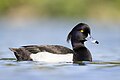 * Nomination A male tufted duck swimming. --Alexis Lours 08:16, 10 May 2025 (UTC) * Promotion  Support Good quality. --Jakubhal 09:26, 10 May 2025 (UTC)