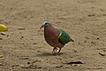 * Nomination: Asian Emerald Dove in Kaziranga National Park, Assam, India. --Tisha Mukherjee 05:38, 31 May 2025 (UTC) * * Review needed