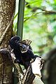 Goeldis monkey - butterfly lunch