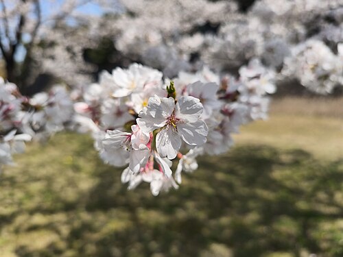 Cherry blossoms at Imperial Palace Inui Street, Tokyo, Japan