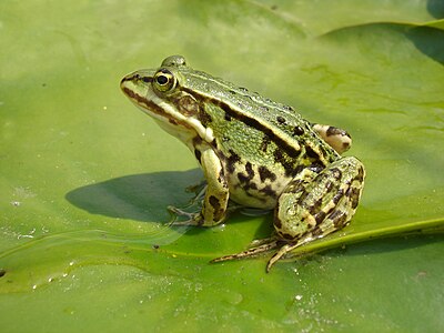 Pelophylax esculentus (Edible Frog)