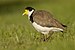 Masked Lapwing - Newington.jpg