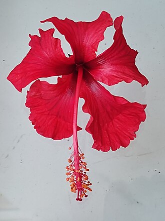 Jasud (hibiscus flower)
