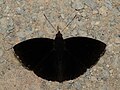 * Nomination: Rohana tonkiniana (Fruhstorfer, 1906) - Elusive Prince. By User:Atanu Bose Photography --Atudu 02:30, 30 May 2025 (UTC) * * Review needed