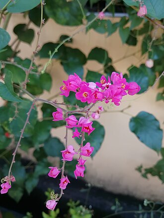 Pink flowers of Antigonon leptopus