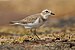 Charadrius bicinctus 2 - Boat Harbour.jpg