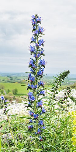 Echium vulgare in commune of Apchon, Cantal, France