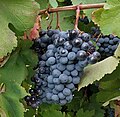 * Nomination: Black wine grapes – bunch -- -Anna.Massini 20:30, 30 May 2025 (UTC)Anna.Massini -Anna.Massini 20:30, 30 May 2025 (UTC) * * Review needed