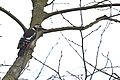 * Nomination Great Spotted Woodpecker male at the Kröllwitz gravel pit in Halle (Saale), Germany. --Romzig 14:55, 10 May 2025 (UTC) * Decline  Oppose Sorry, but the woodpecker is obstructed by a blurred branch --Jakubhal 17:39, 10 May 2025 (UTC)