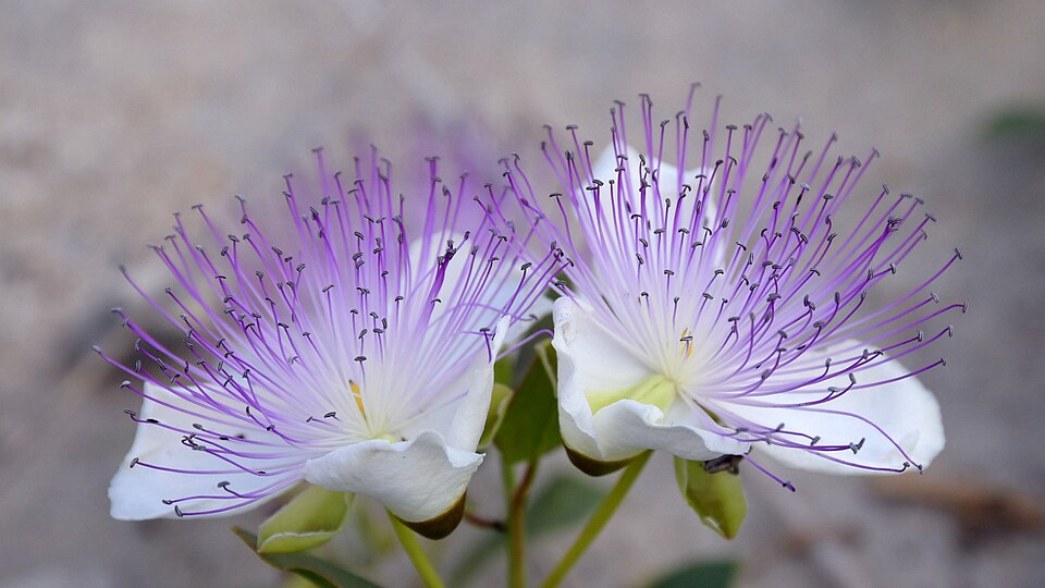 Fiori del cappero (Capparis spinosa), Punta Sant'Elia (Augusta-Sicilia)