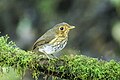 * Nomination Ochre-breasted antpitta (Grallaricula flavirostris mindoensis) --Charlesjsharp 12:04, 10 May 2025 (UTC) * Promotion  Support Good quality. --FlocciNivis 13:12, 10 May 2025 (UTC)
