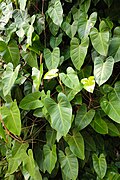 * Nomination Philodendron hederaceum, Singapore Botanic Gardens. By User:Moheen --Moheen 18:54, 6 May 2025 (UTC) * Promotion  Support Good quality. --Екатерина Борисова 00:41, 11 May 2025 (UTC)