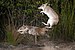 Southern Brown Bandicoot and Long-nosed Bandicoot 1672.jpg