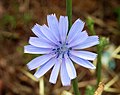 Image 99Blue flower of Chicorium intybus